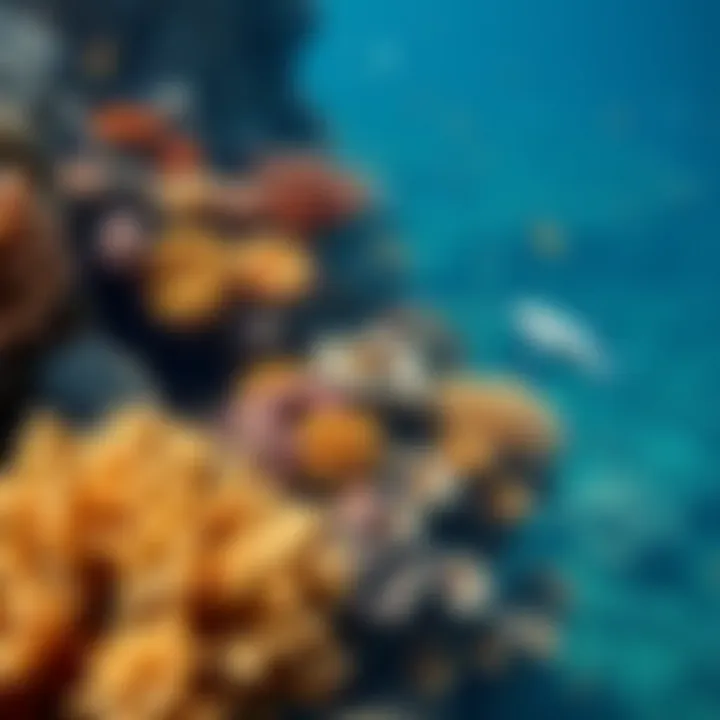 Diverse marine life thriving in the coral reefs surrounding the island.